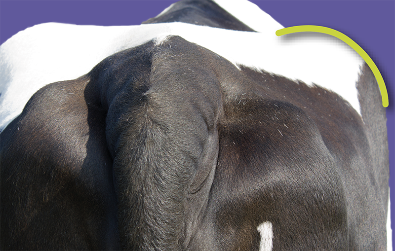 Rear view of a dairy cow showing a rounded hook and pin area.